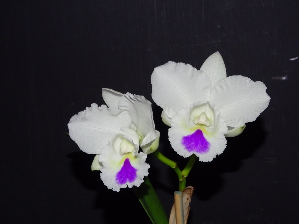Rlc Mr. Chang &#39;Coach&#39;