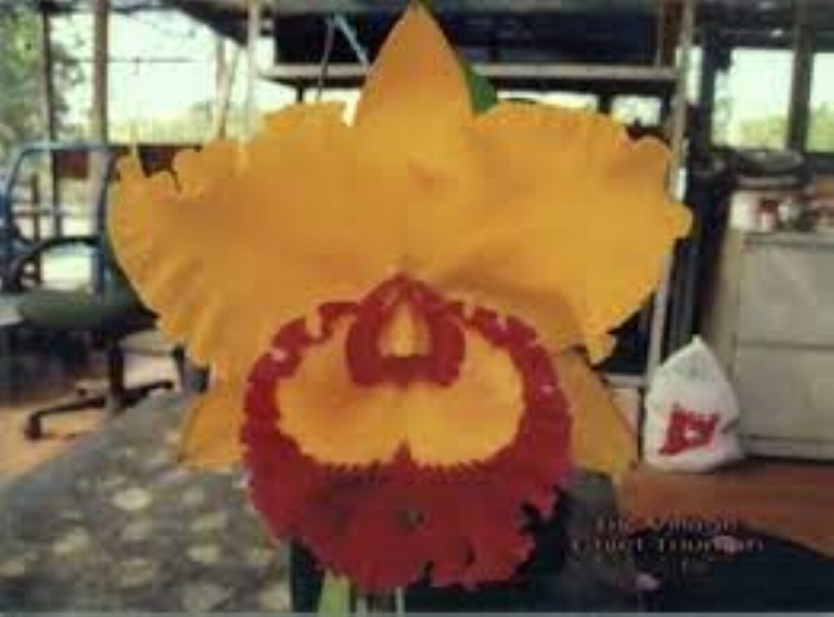 Rlc Village Chief Triumph 'Golden Taipin'