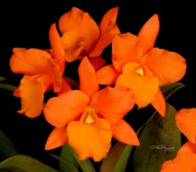 Rth Hsinying Orange Nugget &#39;Orange Queen&#39;