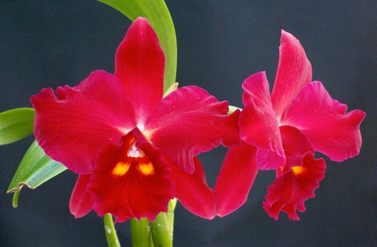 Rth Hsinying Scarlet &#39;Ching Hua&#39;