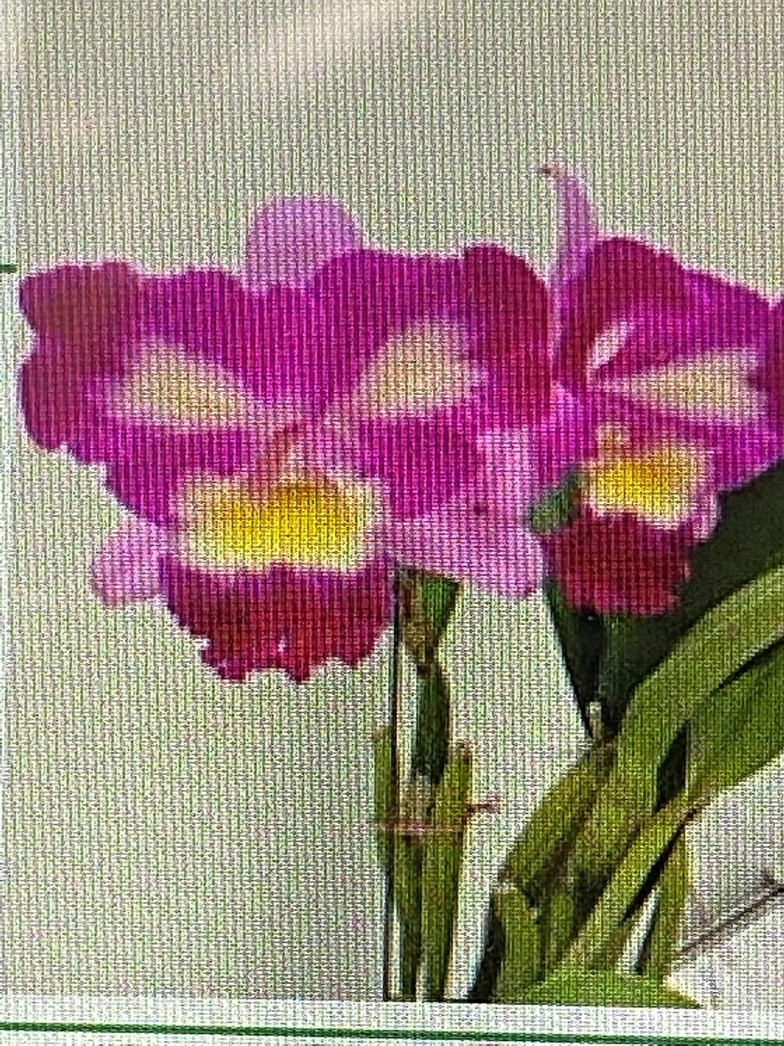 Rlc Chief Dancer &#39;Chief Cat&#39;