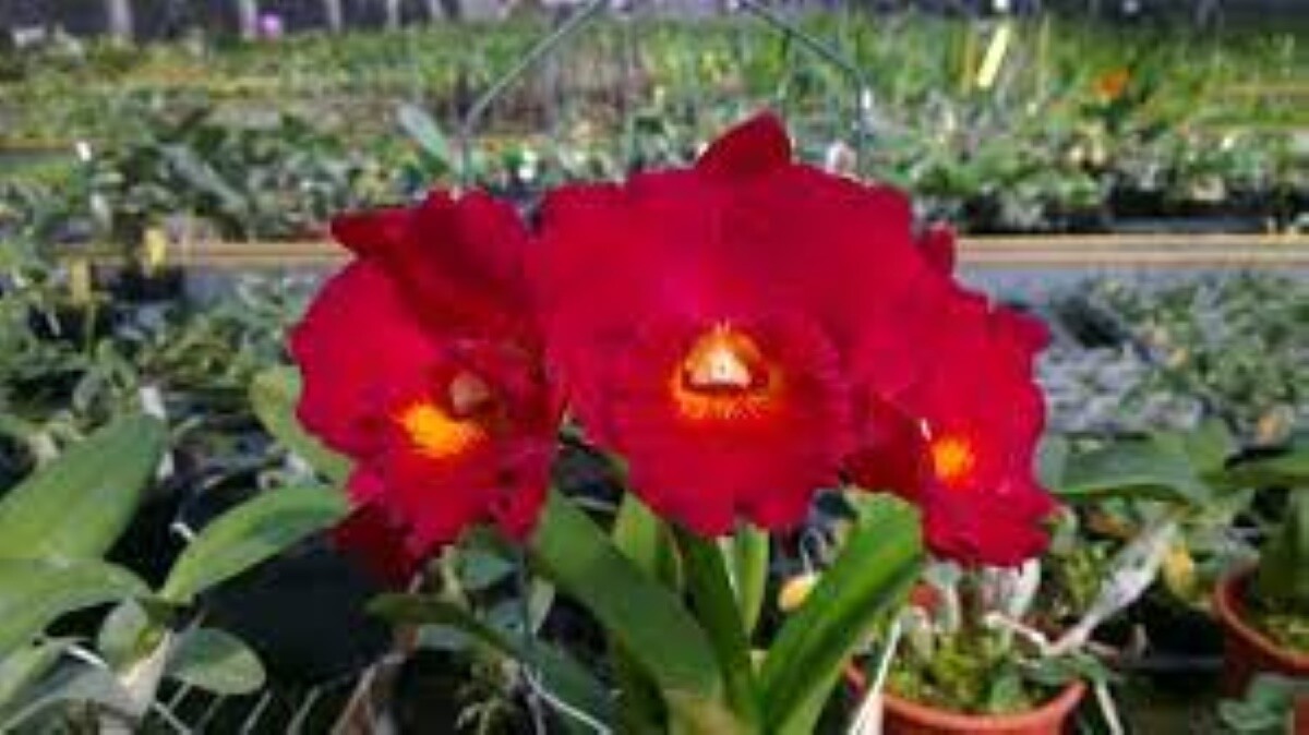 Rlc Paradise Ruby 'Red'