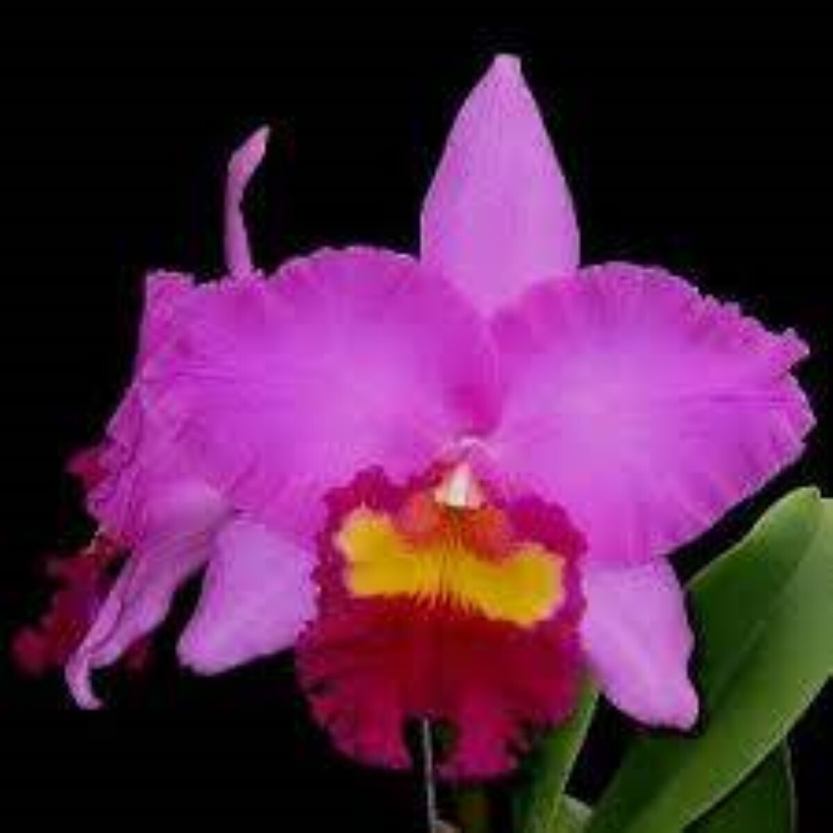Rlc Taichung Beauty 'Rouge Cattle'