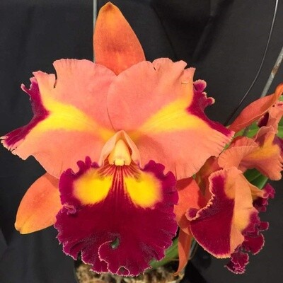 Rlc Chief Queen 'Lightning'