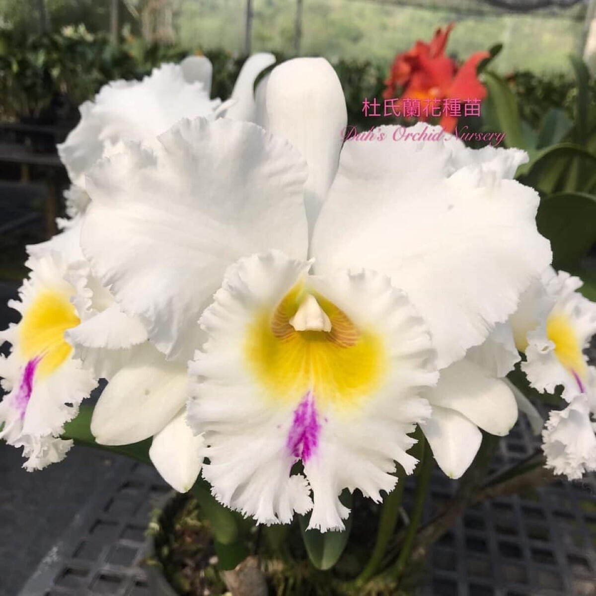 Rlc Duh&#39;s Eternal Love &#39;Feeling&#39;