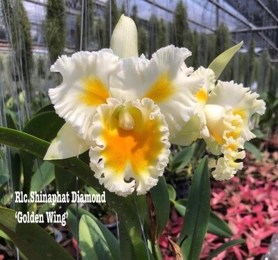 Rlc Shinaphat Diamond "Golden Wing'