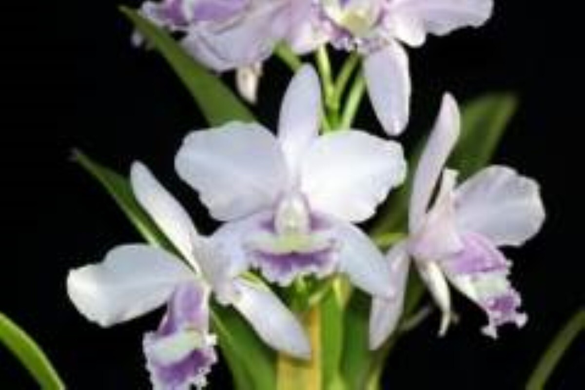 Rth Hsinying Bluejay fma coerulea 'Blue Taiwan'