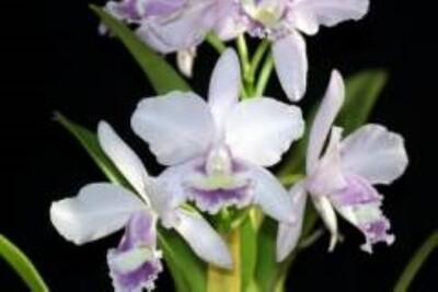 Rth Hsinying Bluejay fma coerulea 'Blue Taiwan'