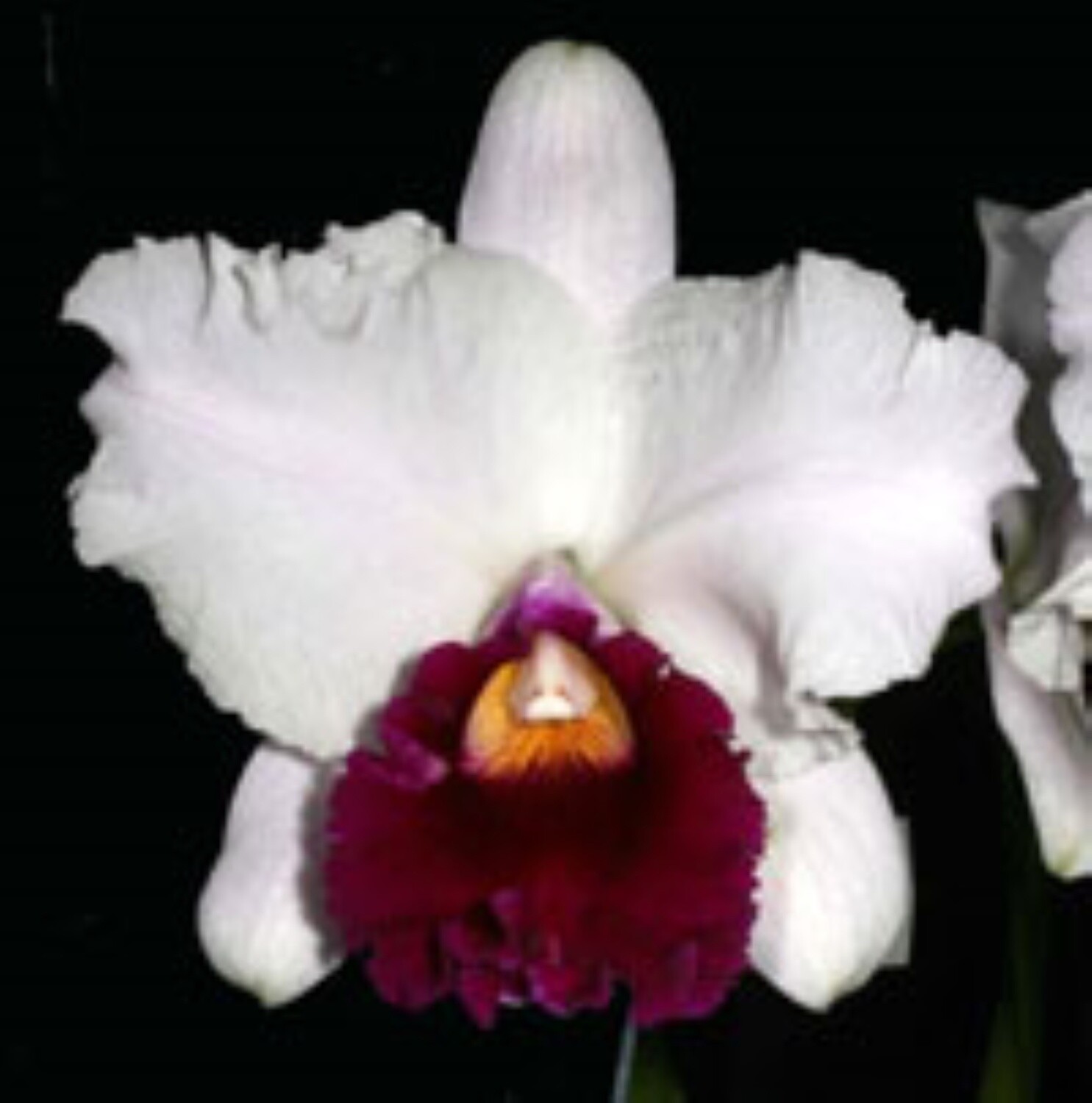 Rlc Hsinying Anna &#39;Hsinying #2&#39;