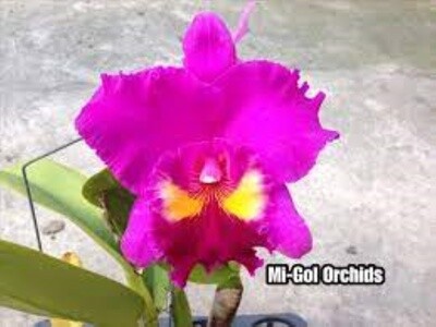 Rlc Hsinying Emperor 'Hsinying'
