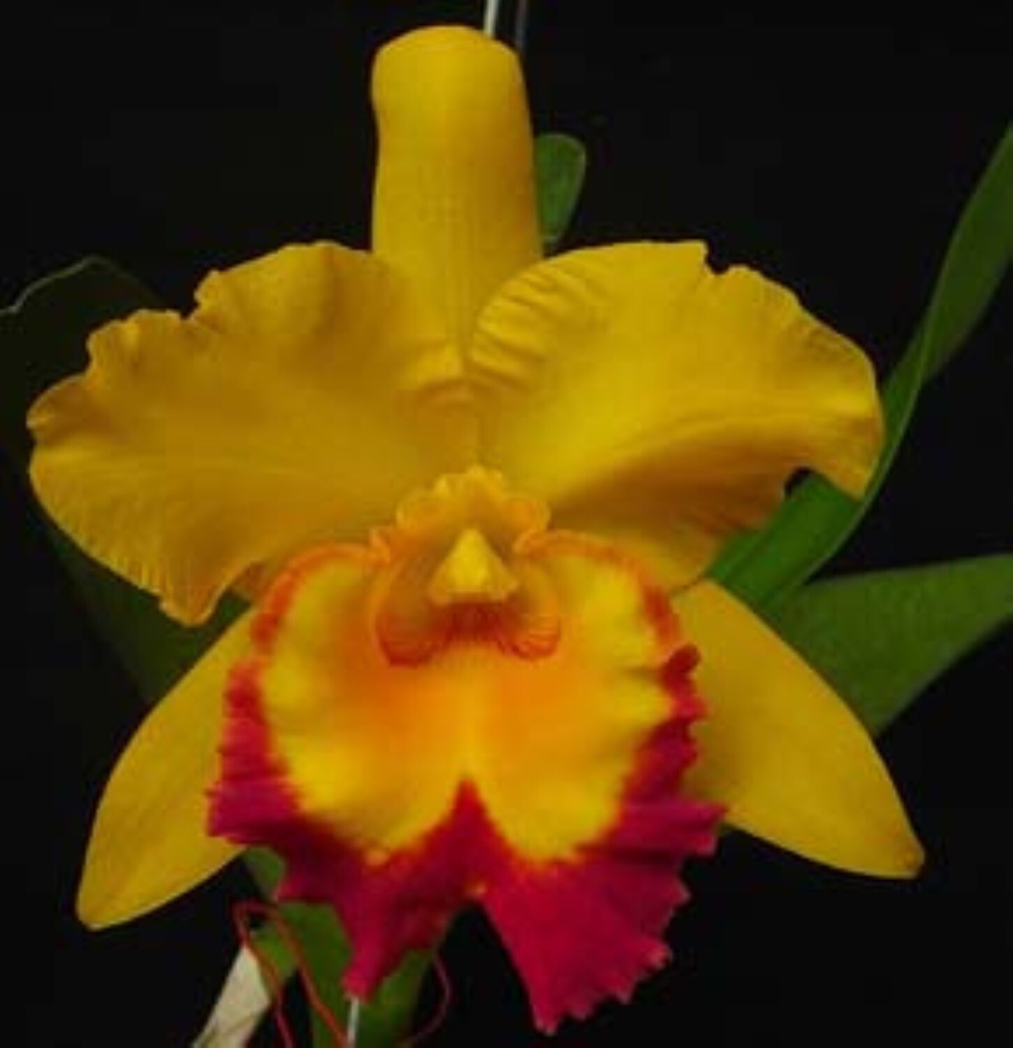 Rlc Shinfong Gold Gem &#39;Golden Jewel&#39;