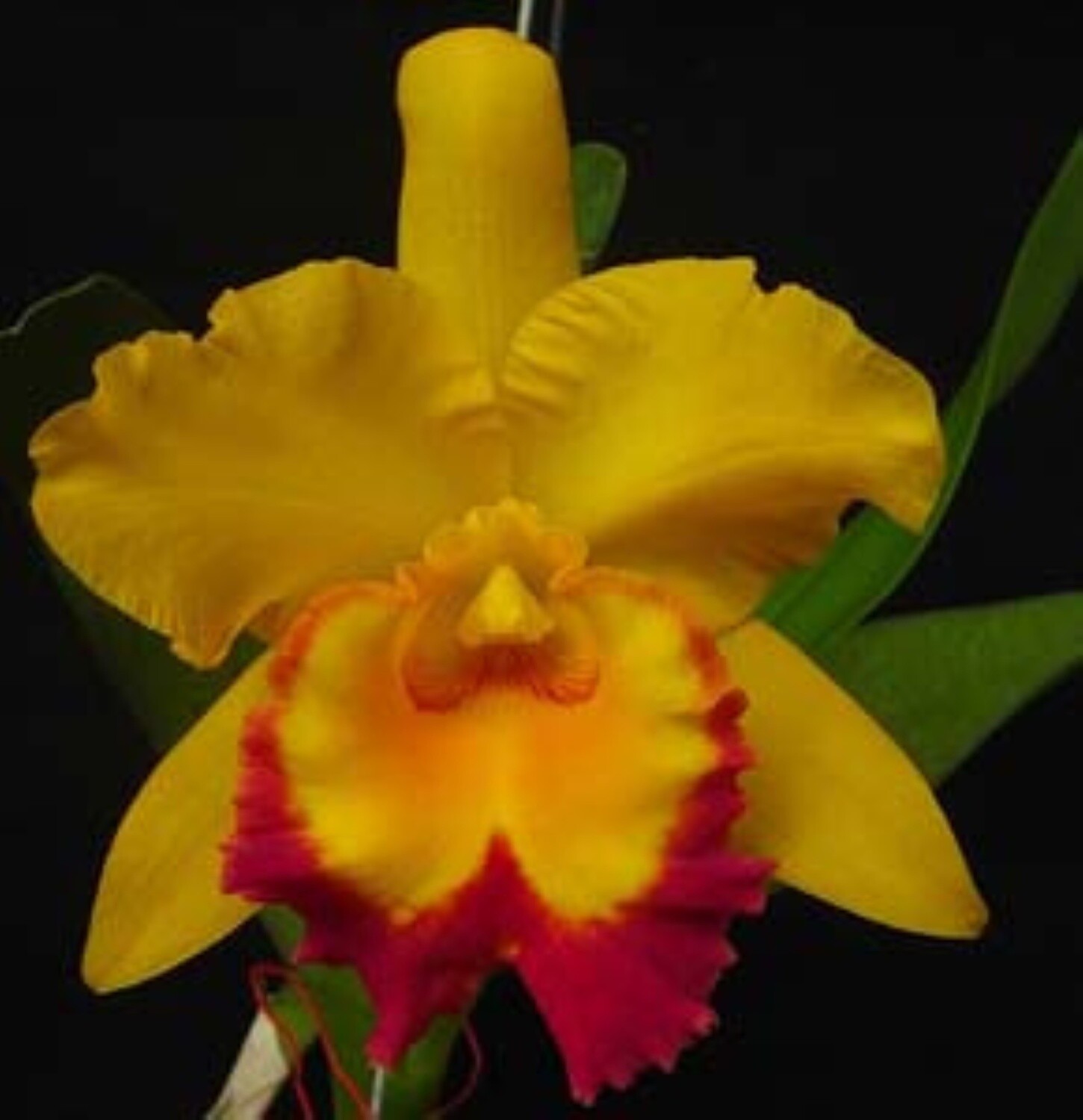 Rlc Shinfong Gold Gem 'Golden Jewel'