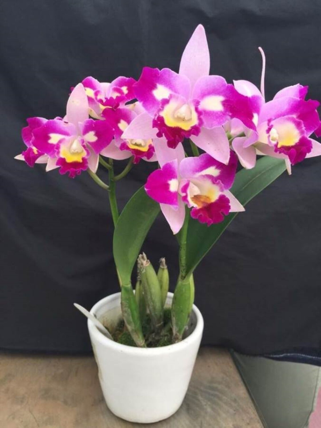 Rlc Village Chief Chanel &#39;Chief Pearl&#39;