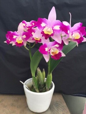 Rlc Village Chief Chanel 'Chief Pearl'