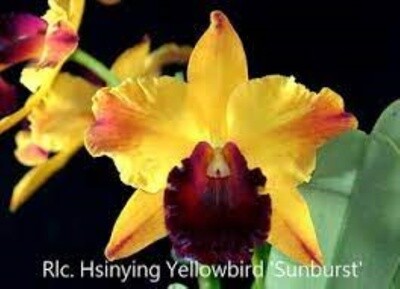 Rlc Hsinying Yellowbird 'Sunburst'