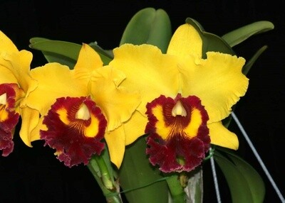 Rlc Williette Wong 'The Best' AM/AOS