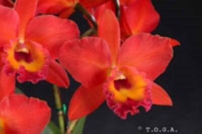 Rth Duh's Passion 'Spring' FCC/AOS