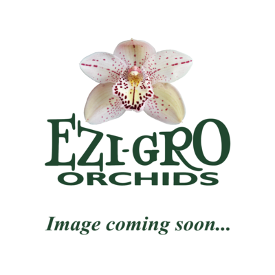 Rth Young Min Orange x Ctt Little Fairy