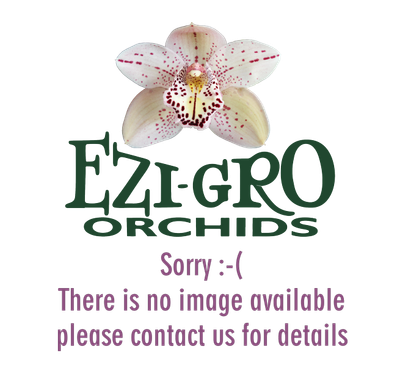 Ctt Blue Angel 'Hsinying Azul'