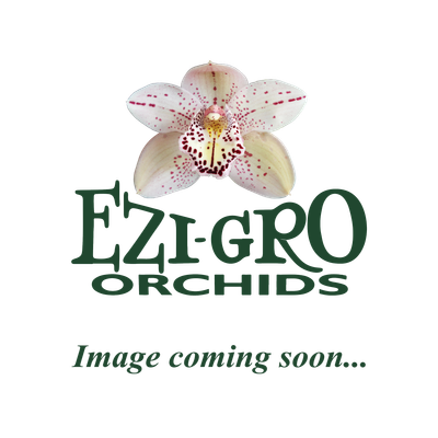 C Hawaiian Wedding Song 'Virgin' x C Sheila Lauterbach 'Equilab' FCC/AOS