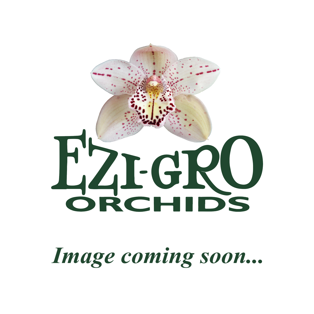 Cym Christopher 'Orchid Magic' AD/AOC x Cym Darch Dots 'Dazzler'