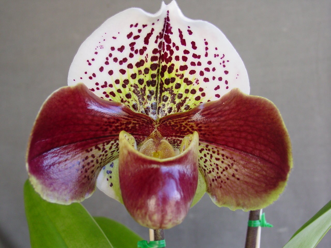 洋蘭パフィオ Paph.(Personality x Jenna Marie)-1 赤点花優良交配 洋蘭パフィオ`Plus\u0027SM⁄JOGA×Thunder World`Spotted