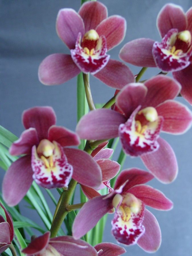 Cym Jessie Sue 'For Mum'