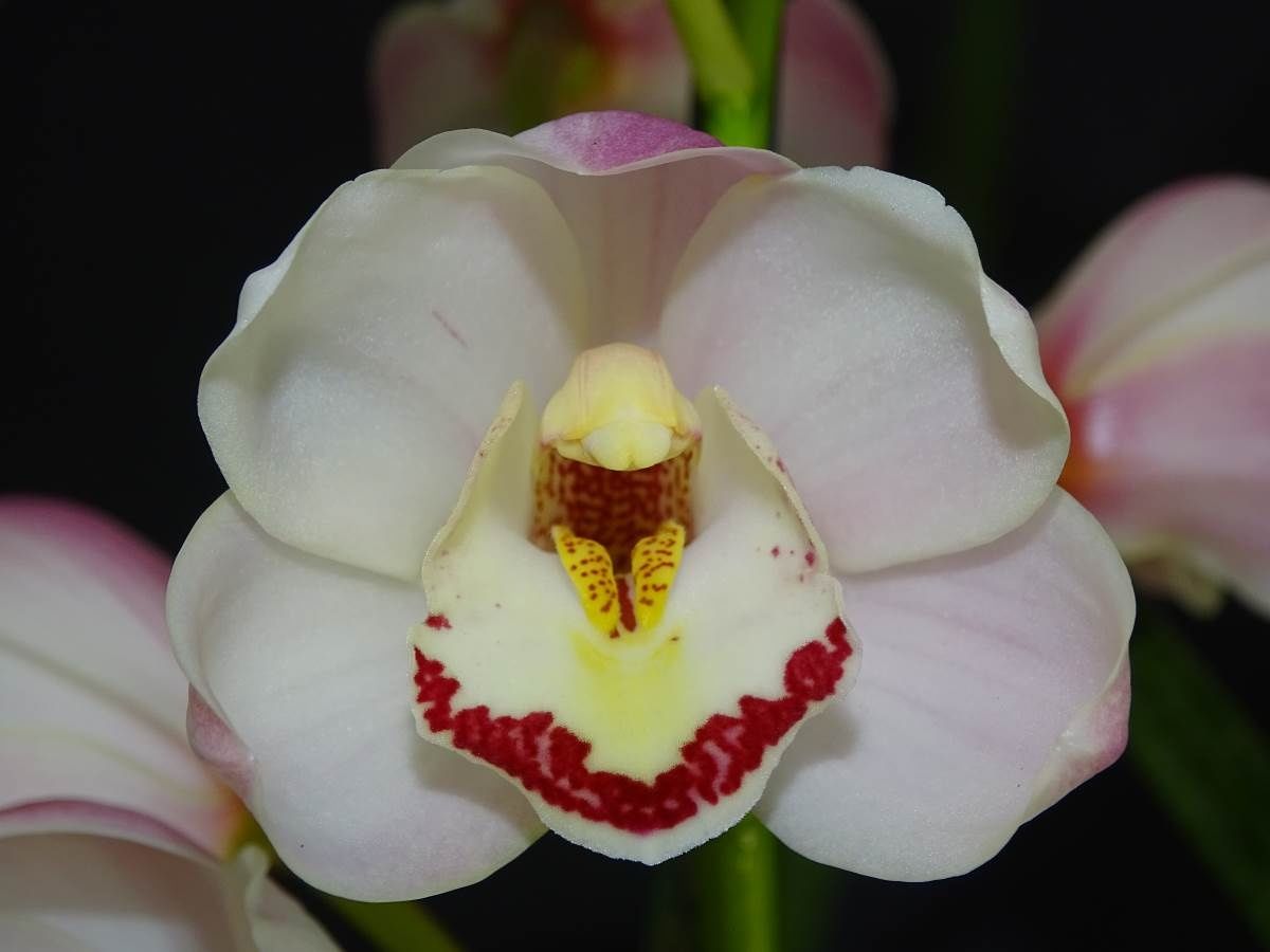 Cym (Magic Elf x Melissa Ann) 'The Ghost'