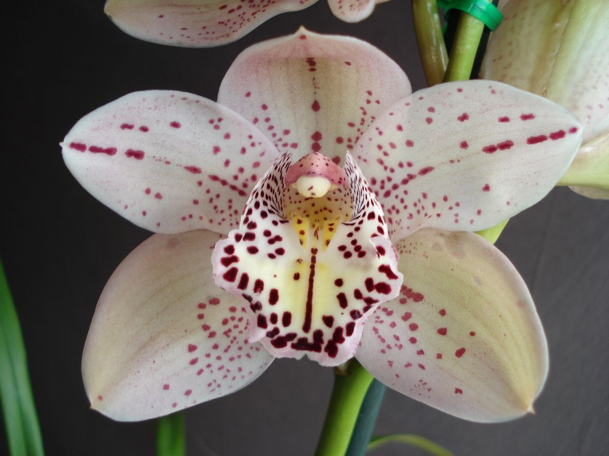 Cym Forrest Place 'Queen's Jewel'