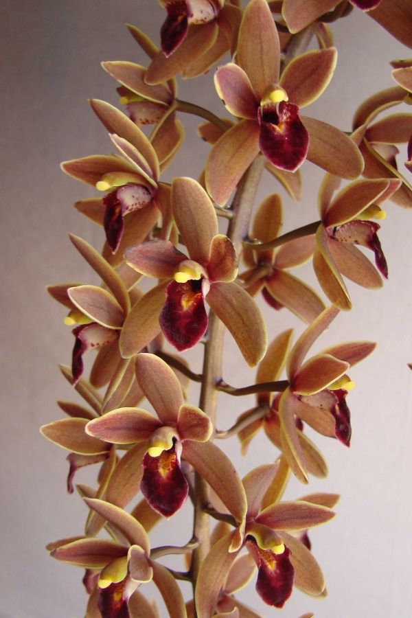 Cym Gumnut Imp 'Tiny'