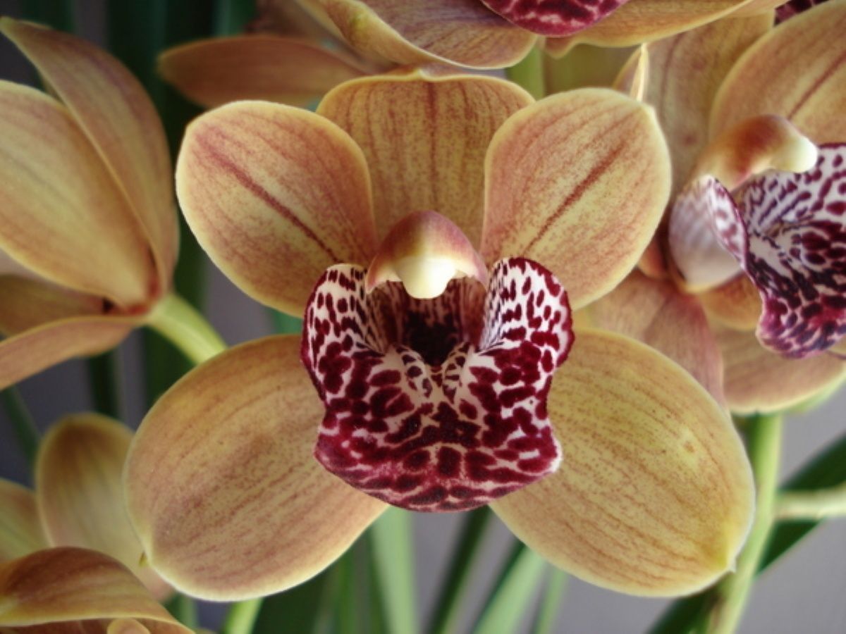 Cym Forrest Gump 'Dickie'