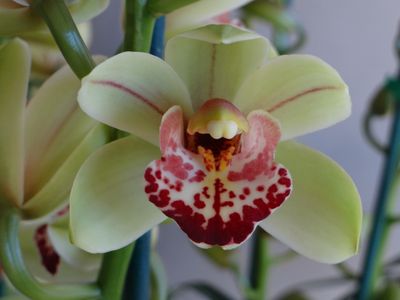 Cym Joyce Stowger 'Joan'