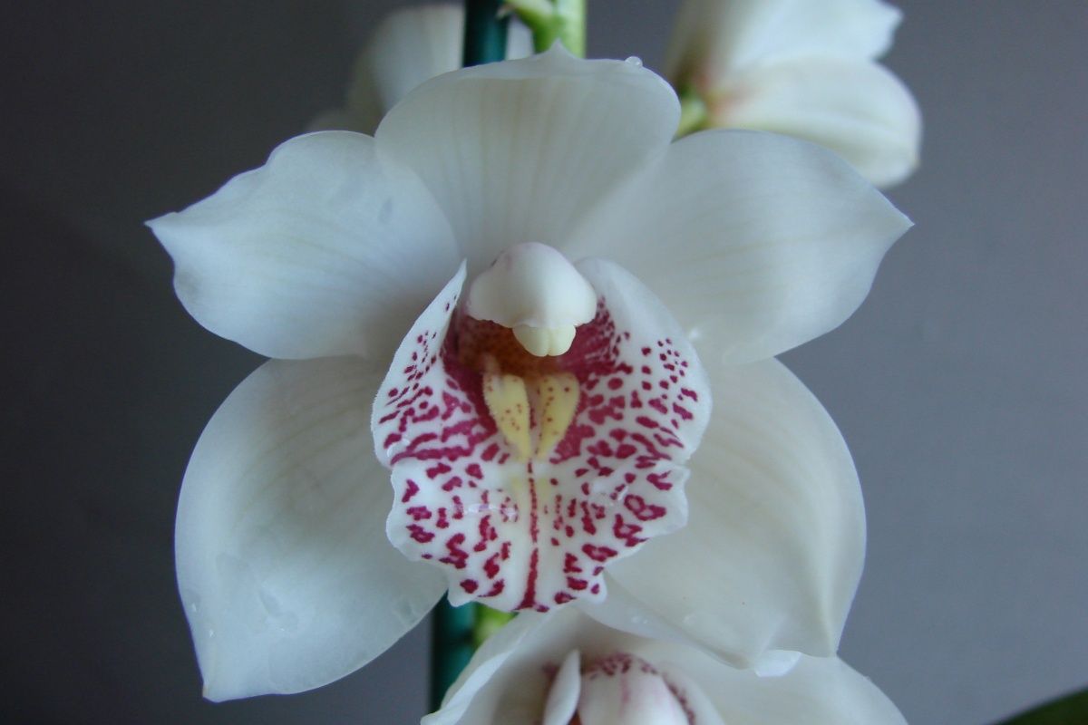 Cym Darch Rachel 'Happy'