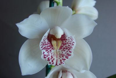 Cym Darch Rachel 'Happy'