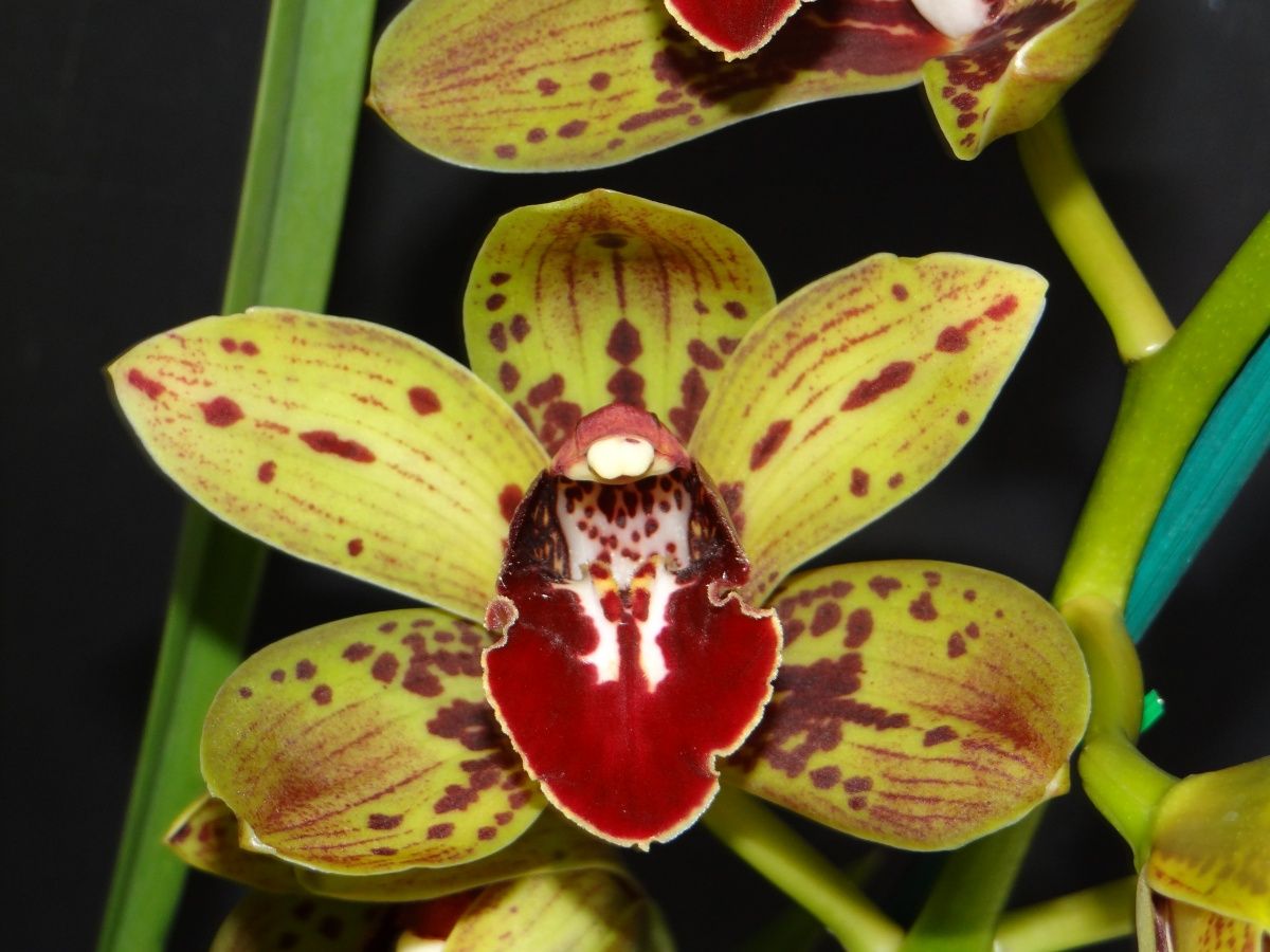 Cym Darch Dots 'Dazzler' AD/ACS