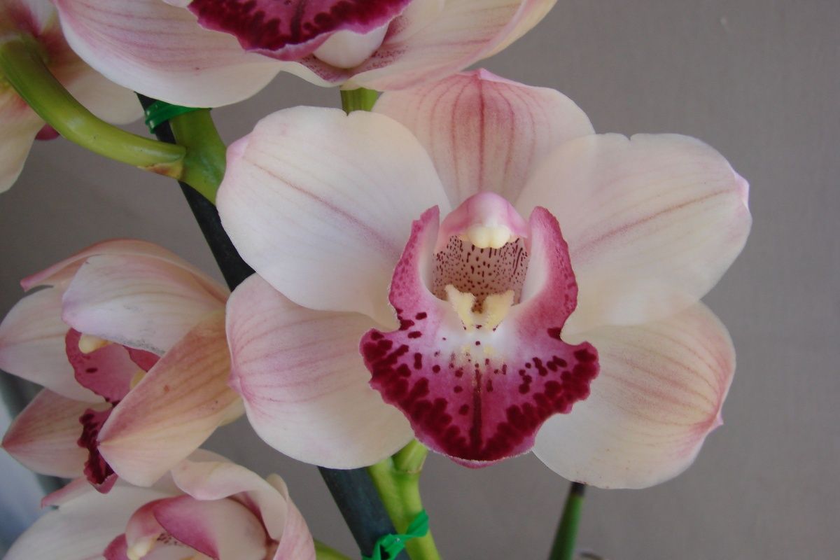 Cym Darch Tracy 'Eye Snatcher'