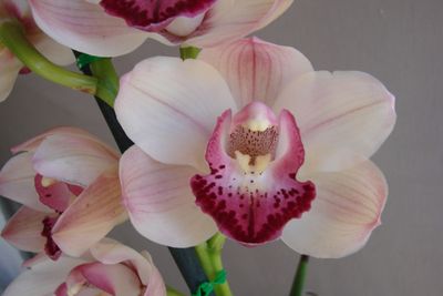 Cym Darch Tracy 'Eye Snatcher'