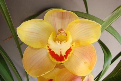 Cym Darch Toffee 'Biscuit'