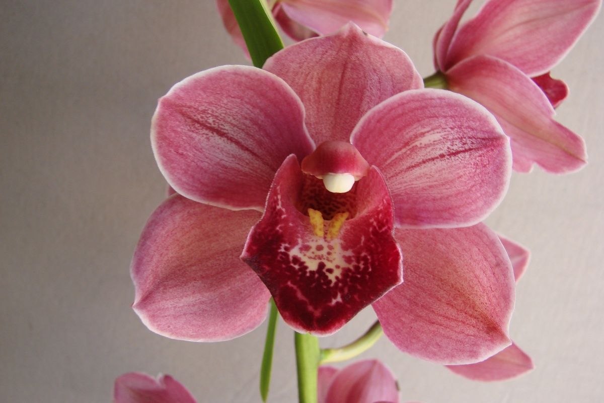 Cym Rose Gilmore 'Happy'