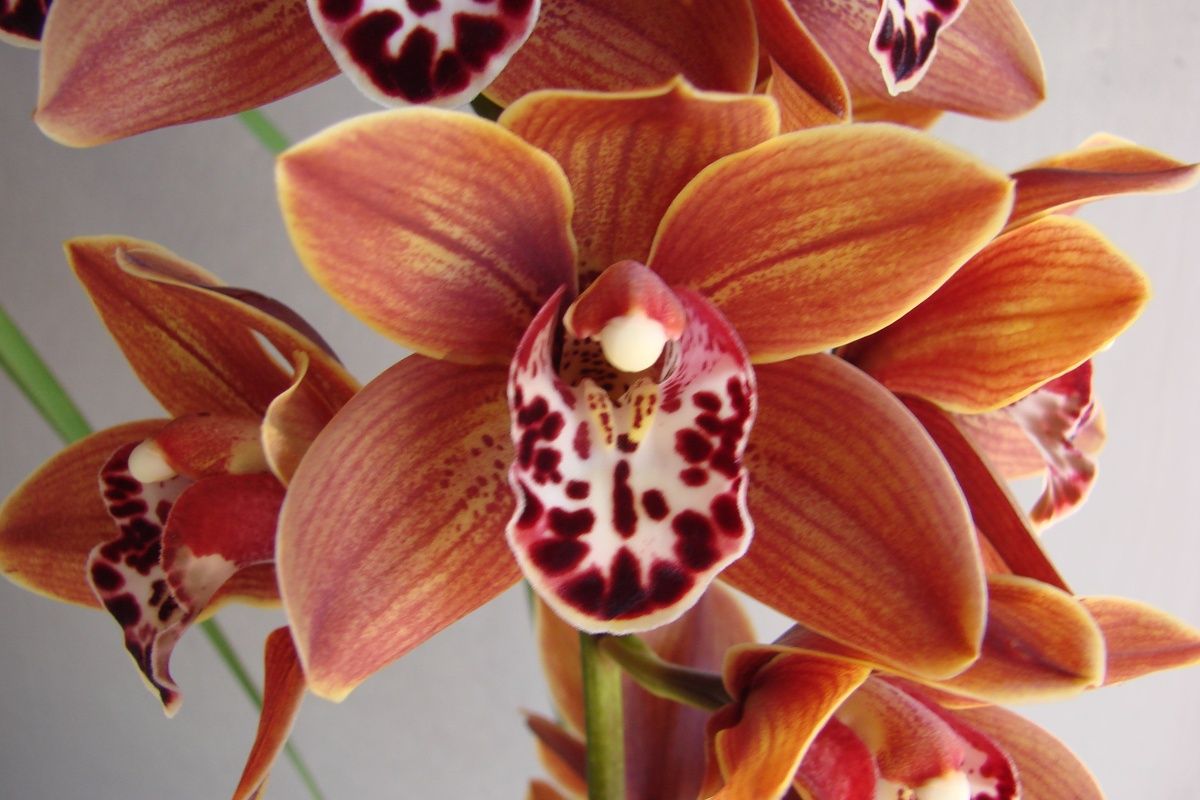 Cym William Weaver 'Hippo Creek'