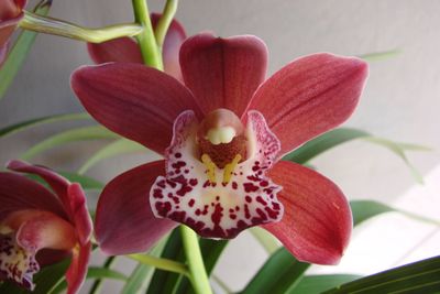 Cym (Jessie Blakiston x Khan Flame) 'Eva'