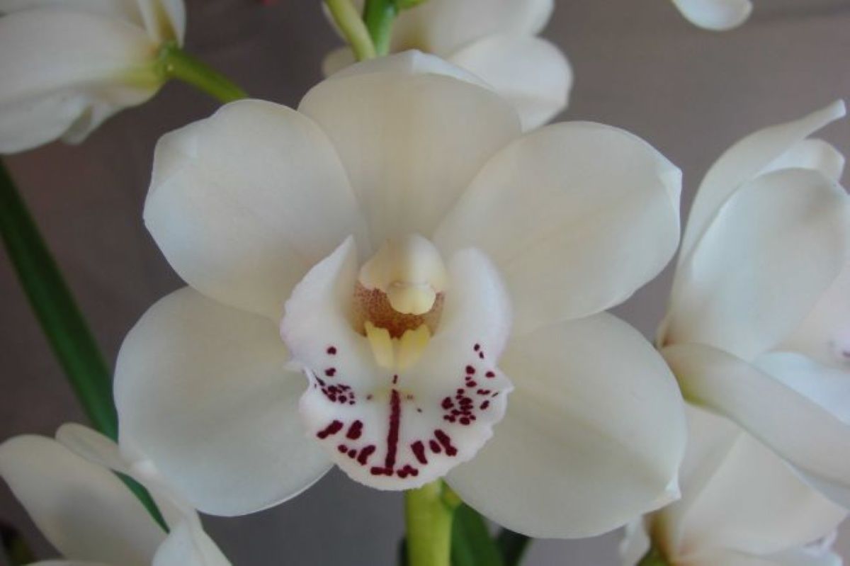 Cym Darch Luck 'Young Child'