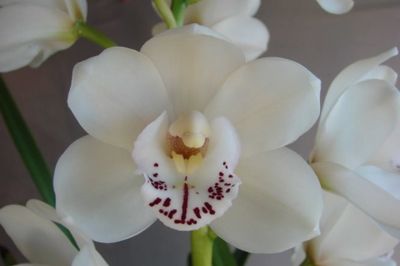 Cym Darch Luck 'Young Child'