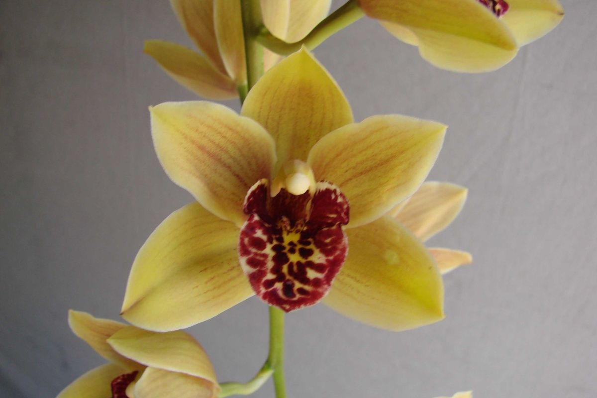 Cym Devon Shell 'Mustard'