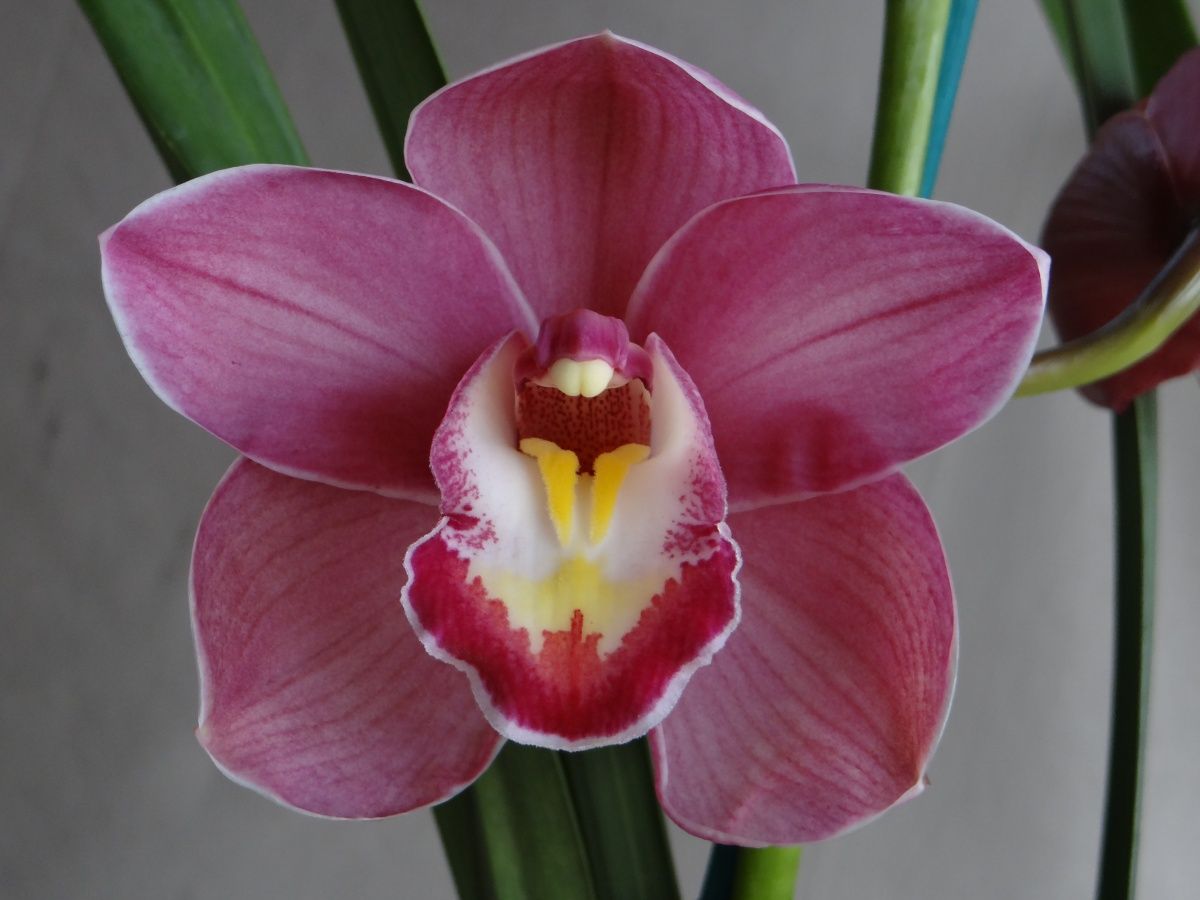 Cym Ruby Flame 'Nice'