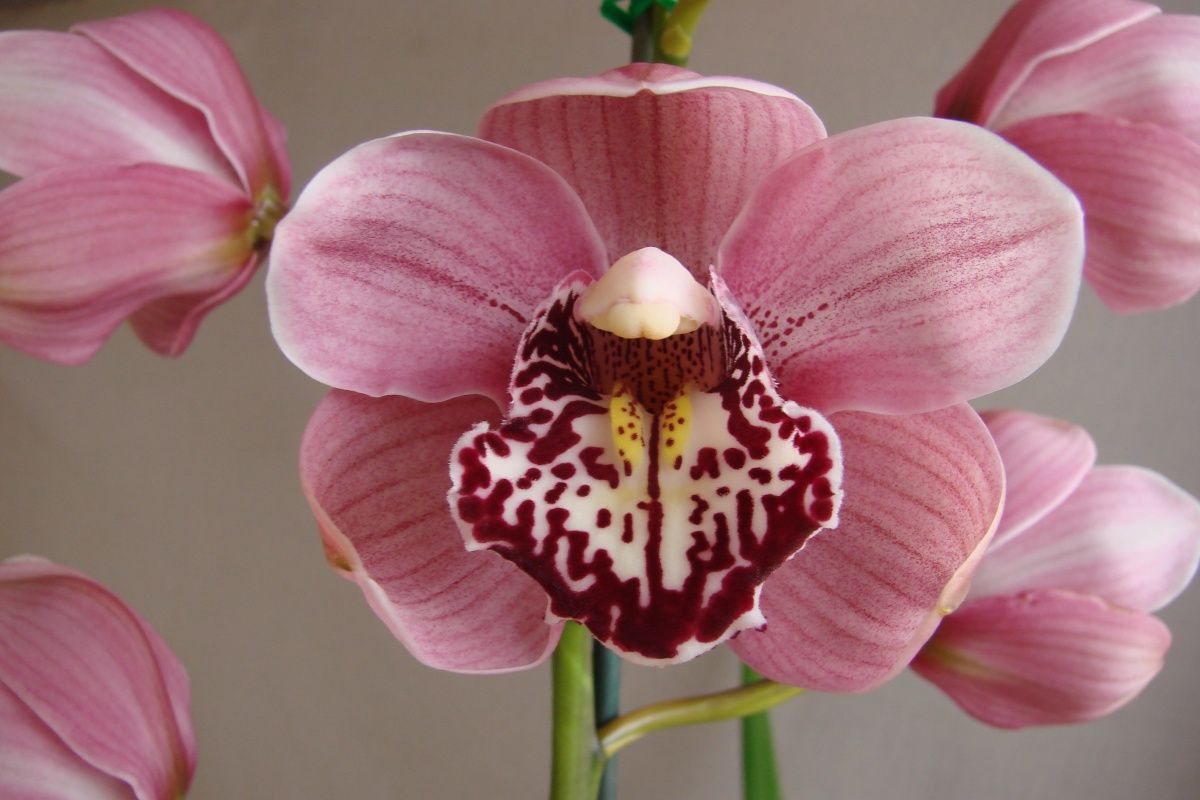 Cym Darch Sam 'Pink Lolly'