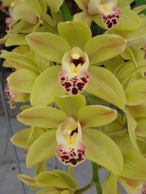 Cym Dame Catherine 'Little Pet'