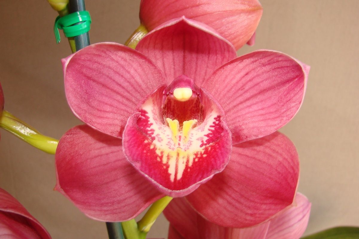 Cym Ruby Flame 'Lee'