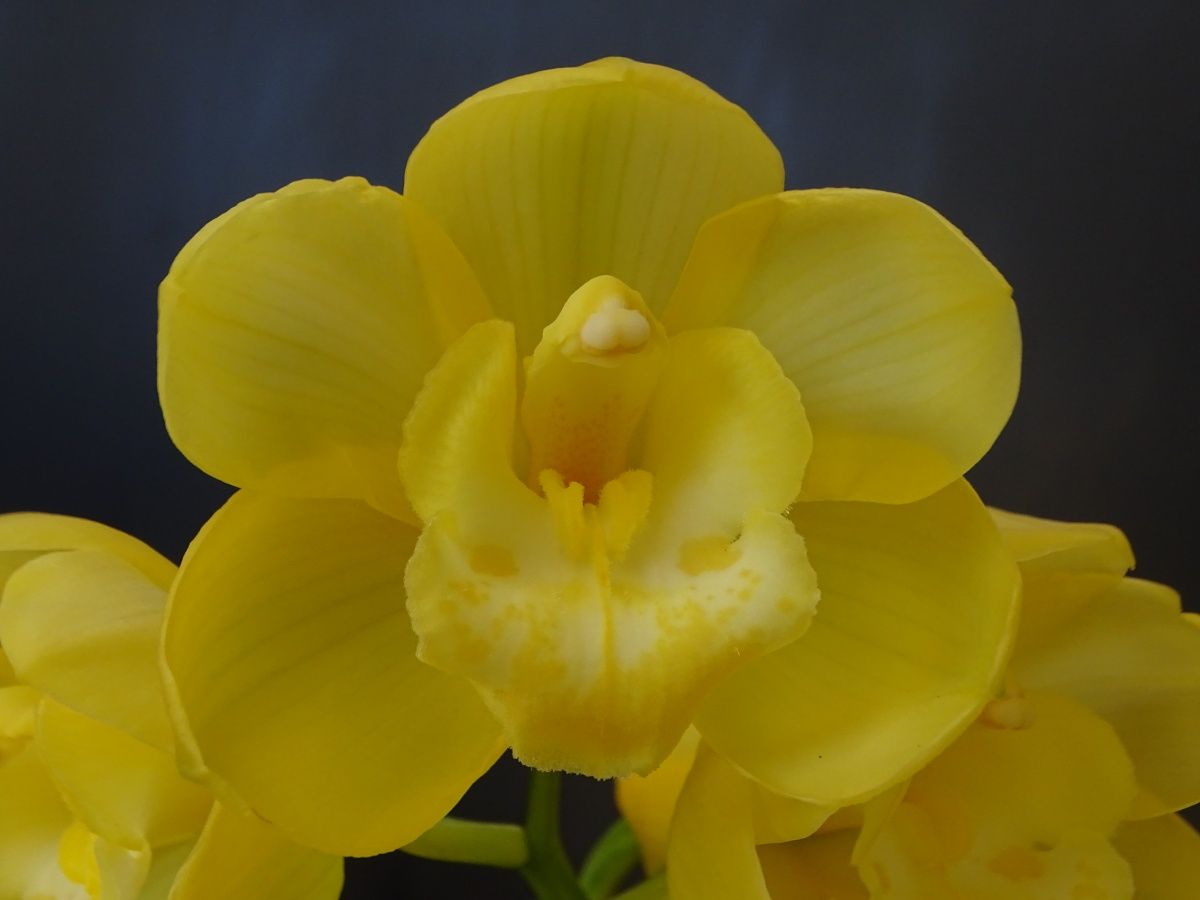 Cym Darch Rosie 'Gold Bells'
