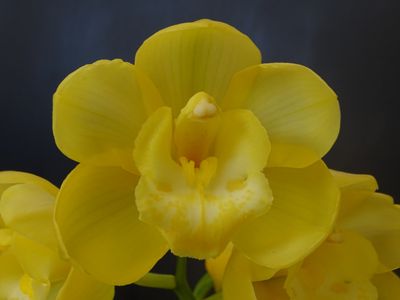 Cym Darch Rosie 'Gold Bells'